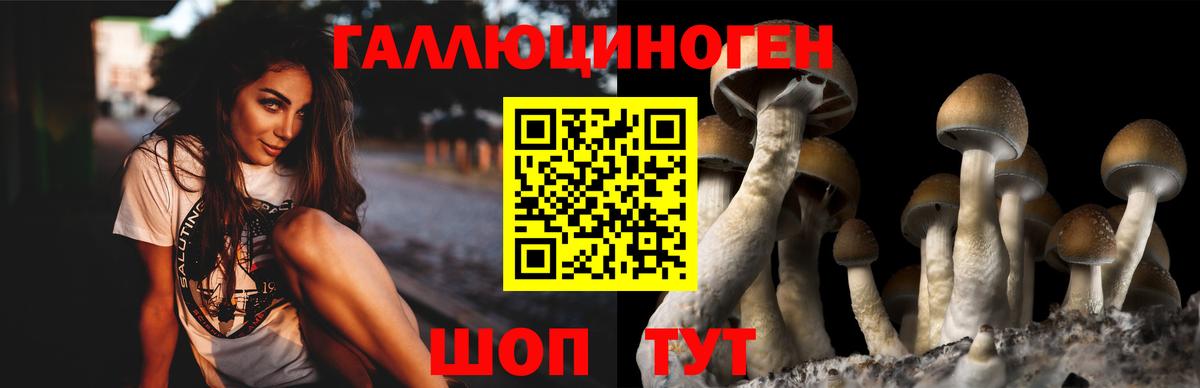 Елабуга  магазин    Вход с VPN  Псилоцибиновые грибы Psilocybe 